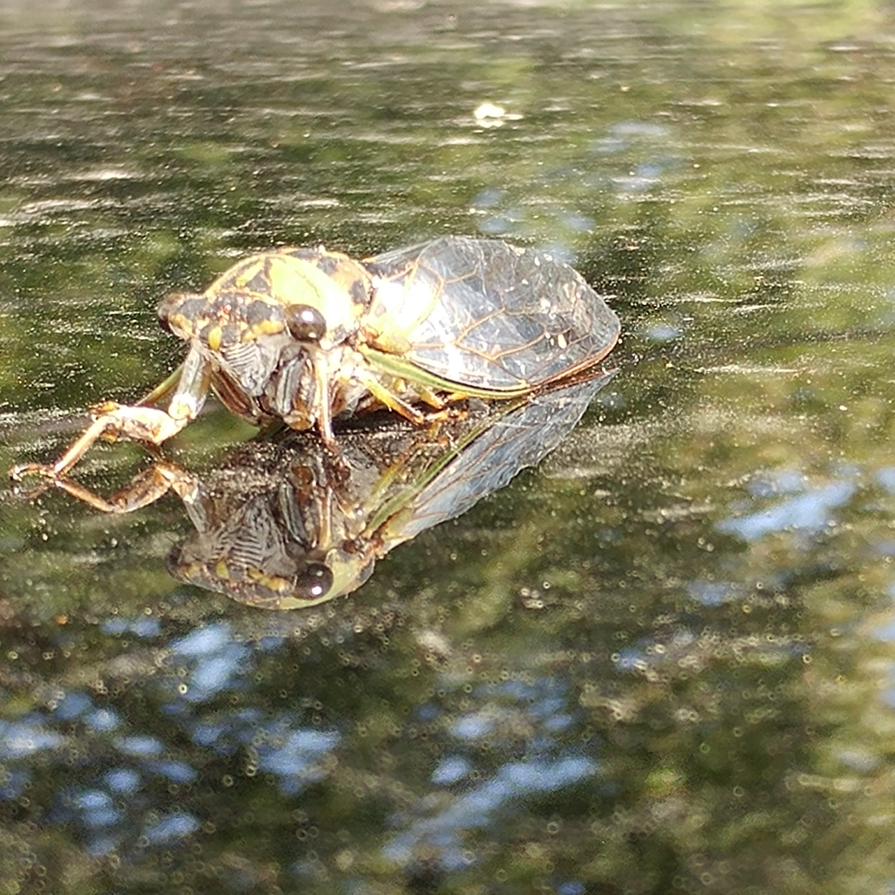 Cicada sitting on car